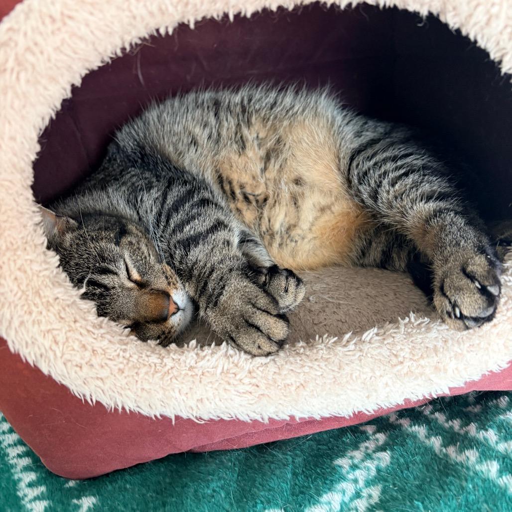 Enlarge Dan Tucker 2244, a Adoptable Domestic Short Hair in Kansas City, MO image 3/6