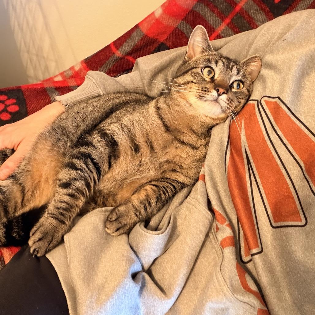 Enlarge Dan Tucker 2244, a Adoptable Domestic Short Hair in Kansas City, MO image 4/6