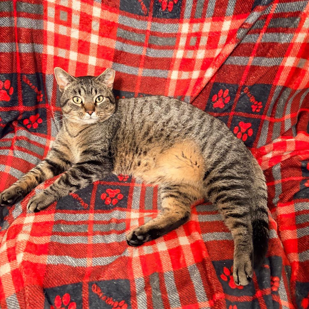 Enlarge Dan Tucker 2244, a Adoptable Domestic Short Hair in Kansas City, MO image 5/6