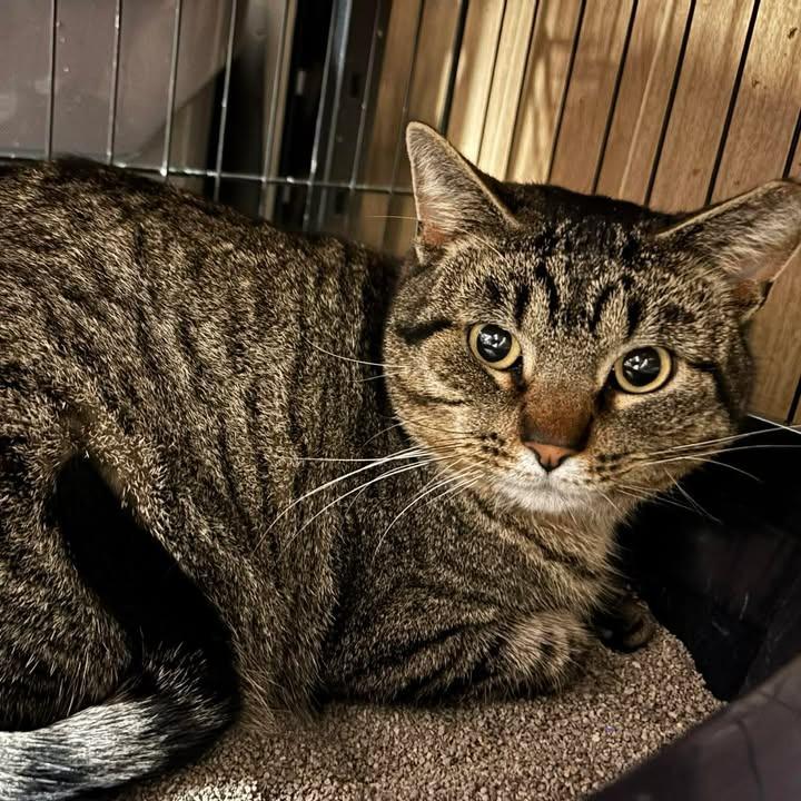 Enlarge Dan Tucker 2244, a Adoptable Domestic Short Hair in Kansas City, MO image 6/6