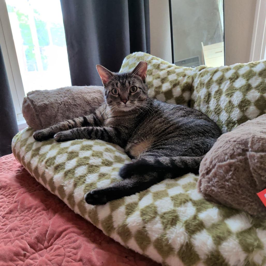 Enlarge Dan Tucker 2244, a Adoptable Domestic Short Hair in Kansas City, MO image 2/6