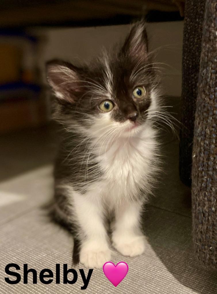 Shelby, Adoptable, Kitten Female Domestic Short Hair.