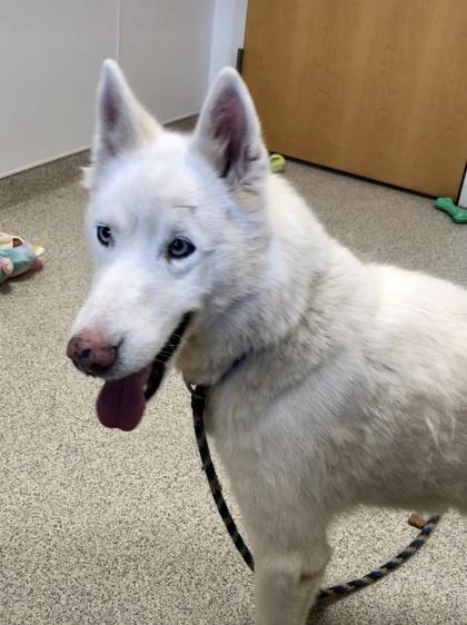 Mavis — thumbnail 3