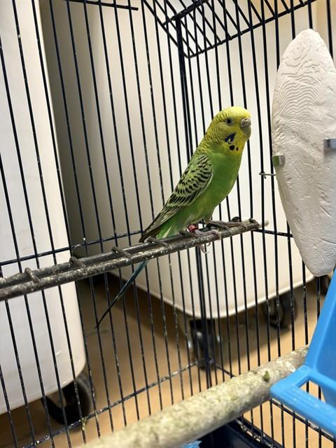 LYRA, Adoptable, Young Female Parakeet (Other).