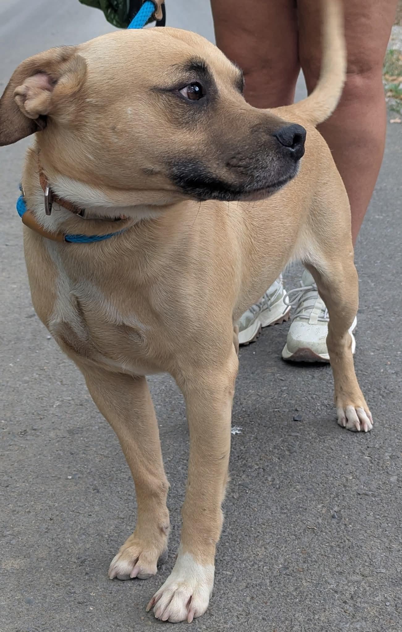 Enlarge TOSH, a Adoptable mixed breed in Waverly, TN image 1/5