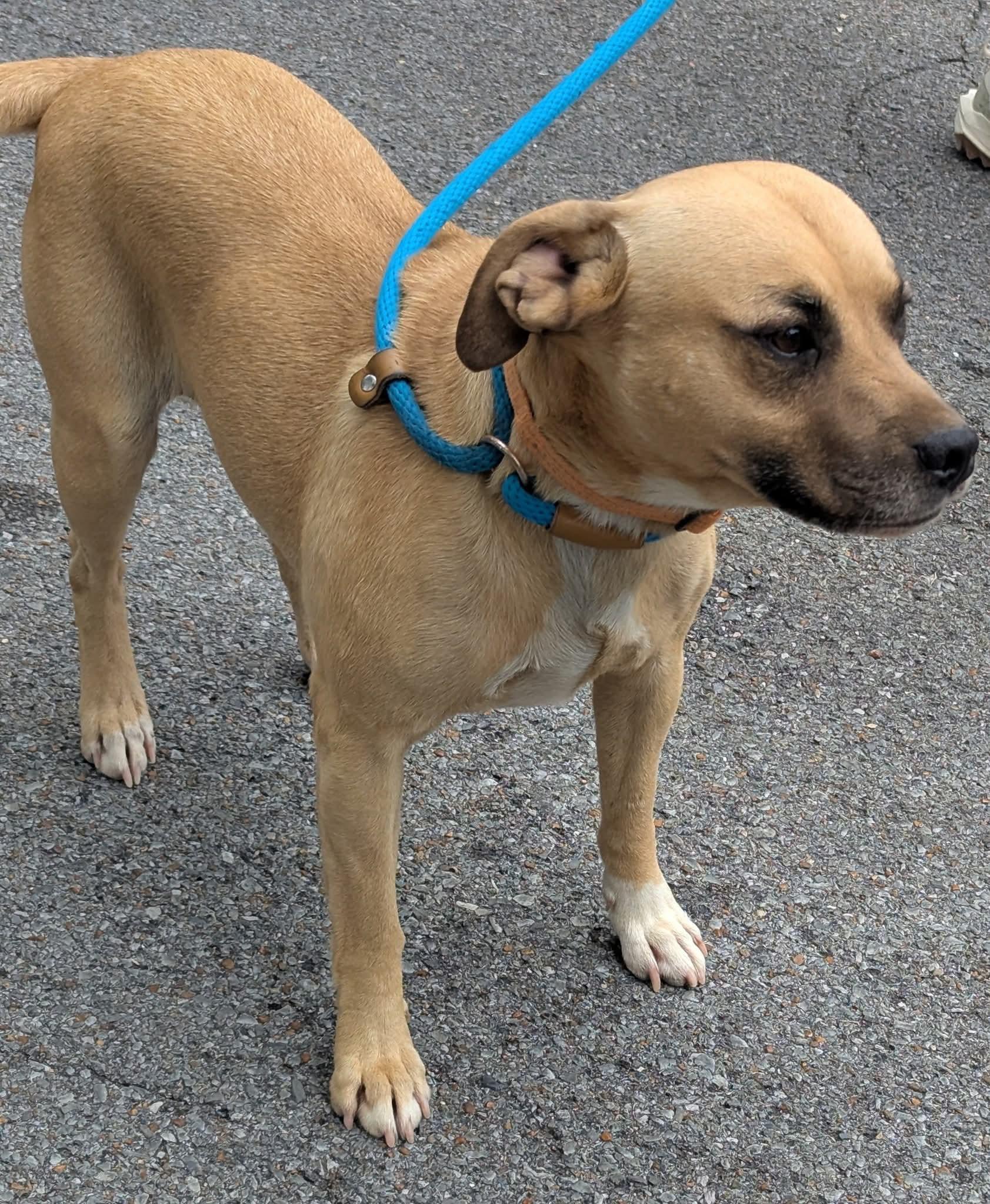 Enlarge TOSH, a Adoptable mixed breed in Waverly, TN image 2/5