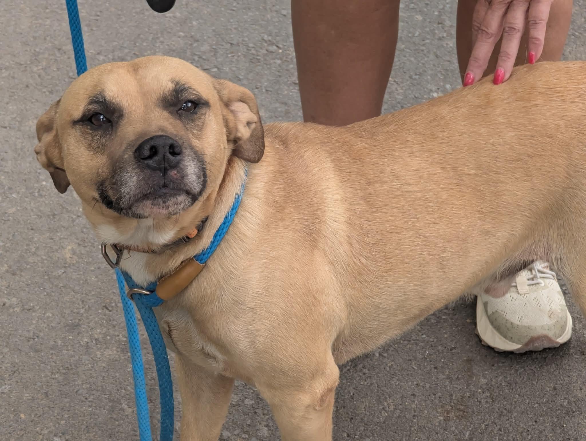 Enlarge TOSH, a Adoptable mixed breed in Waverly, TN image 3/5
