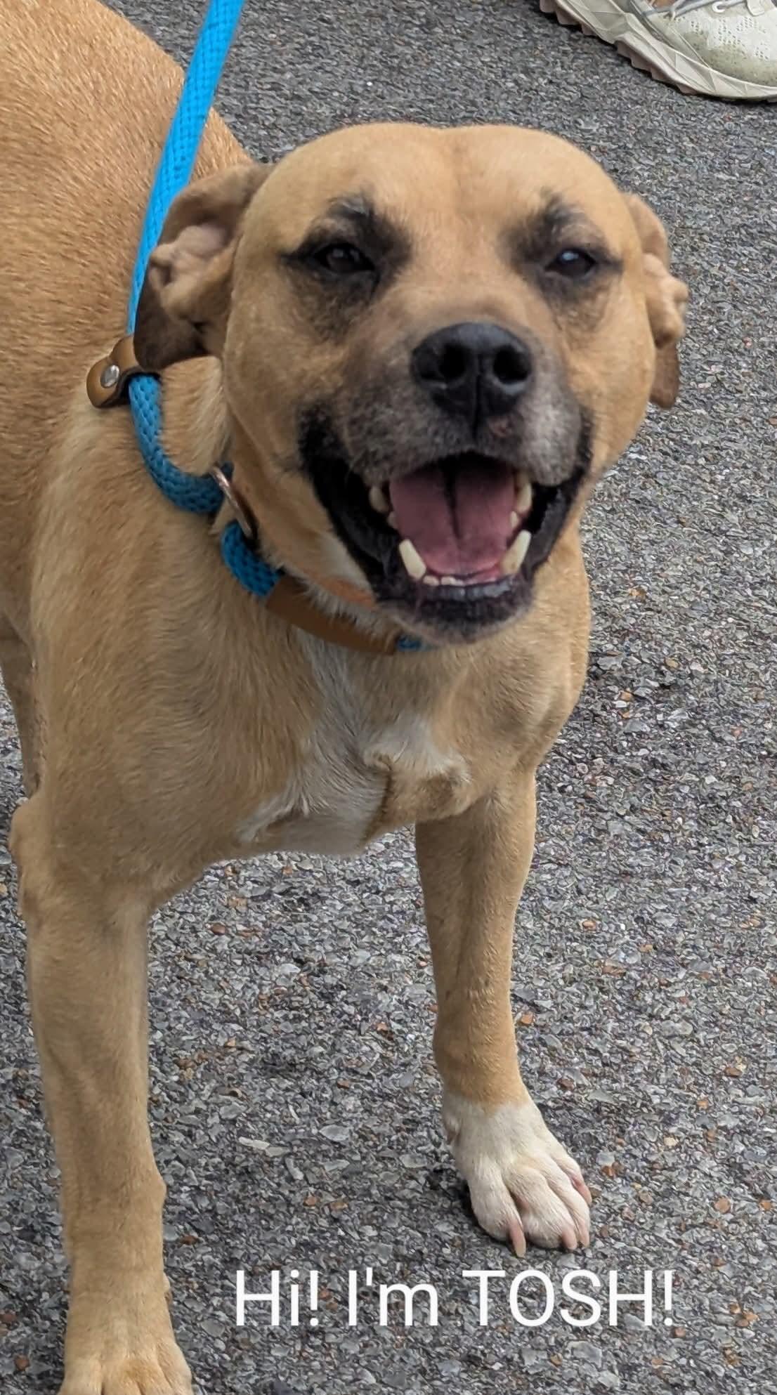 Enlarge TOSH, a Adoptable mixed breed in Waverly, TN image 4/5
