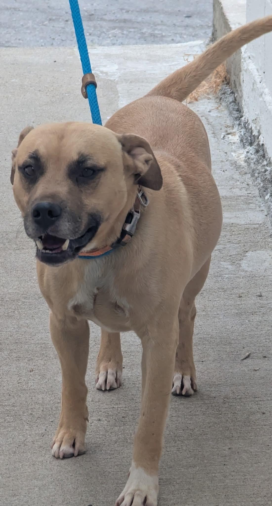 Enlarge TOSH, a Adoptable mixed breed in Waverly, TN image 5/5