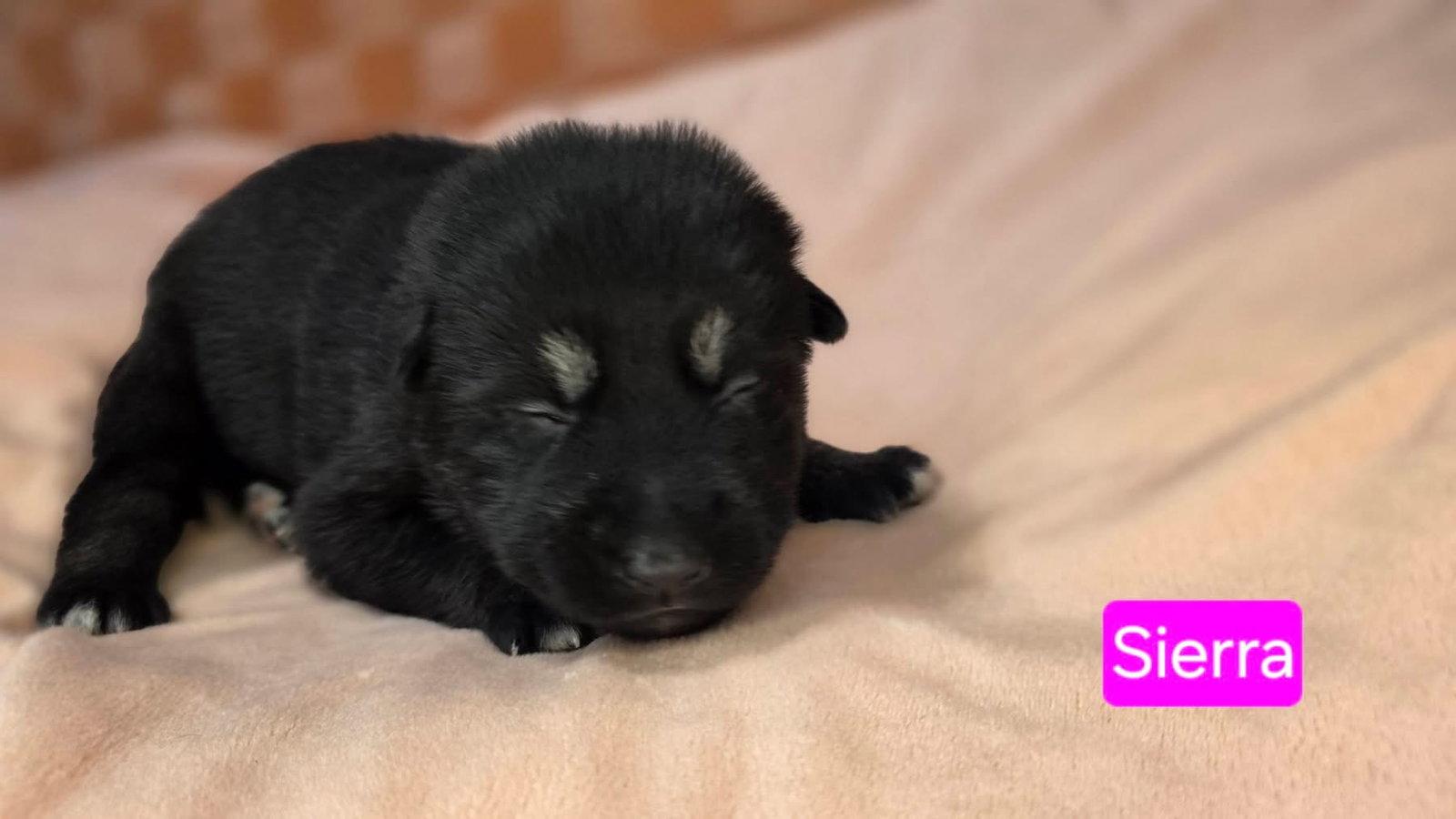 Sierra, Adoptable, Puppy Female Shepherd & Pit Bull Terrier.