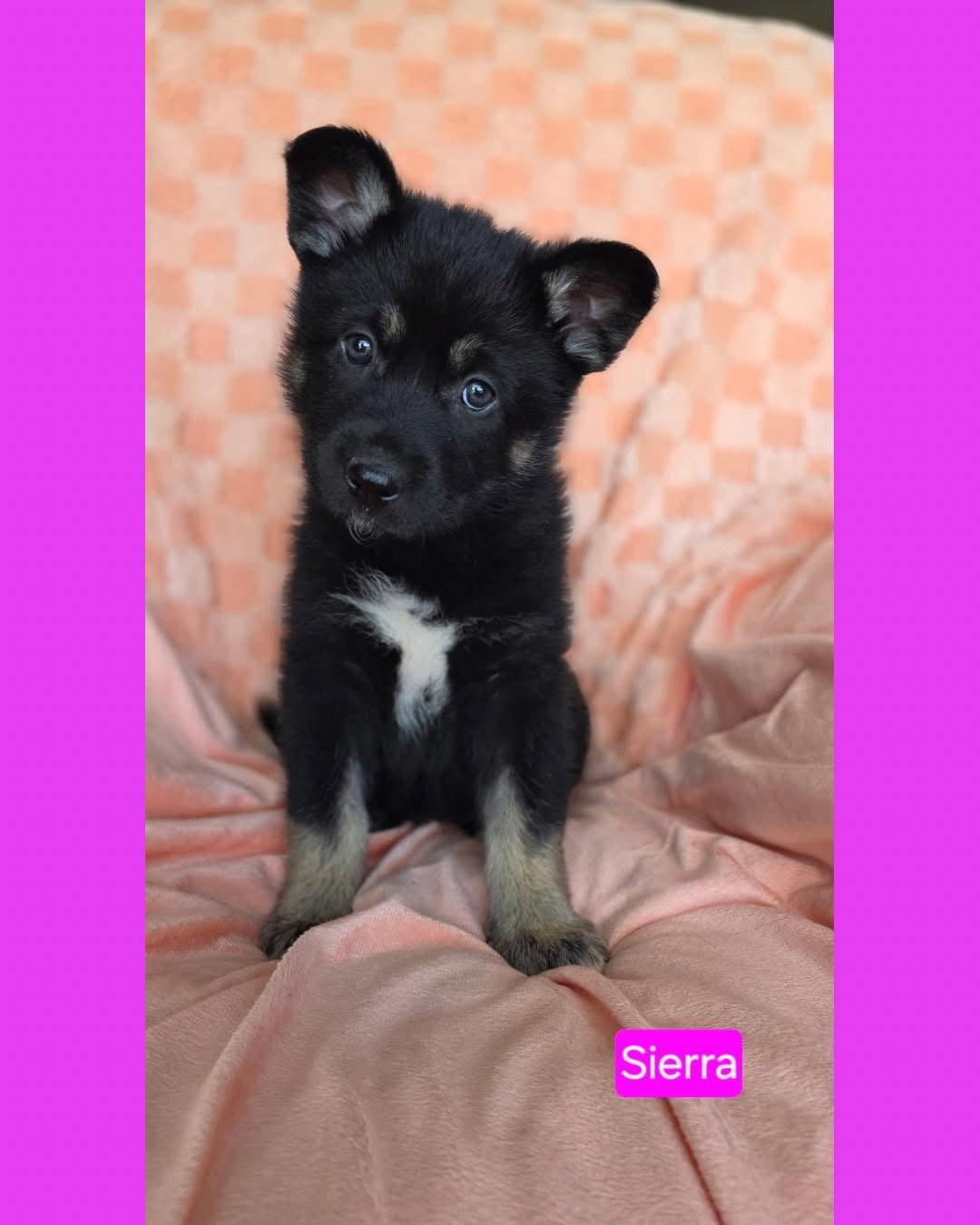Enlarge Sierra, a Adoptable mixed breed in Duluth, MN image 2/3