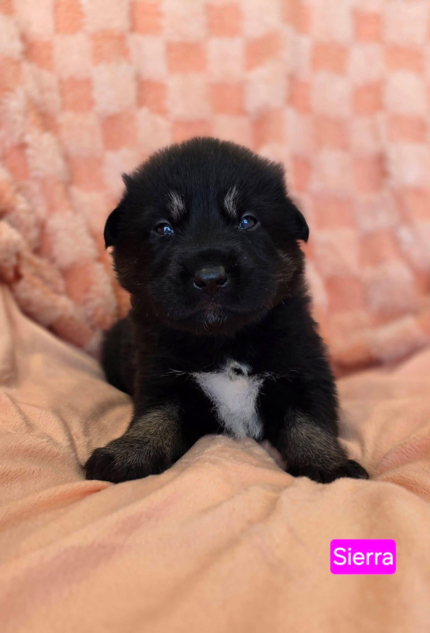 Enlarge Sierra, a Adoptable mixed breed in Duluth, MN image 3/3