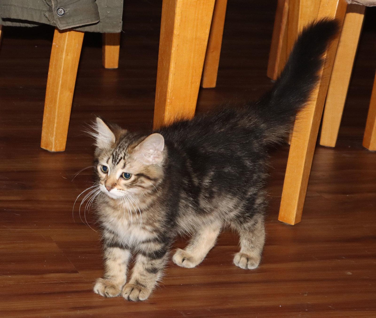 Superfluff photo