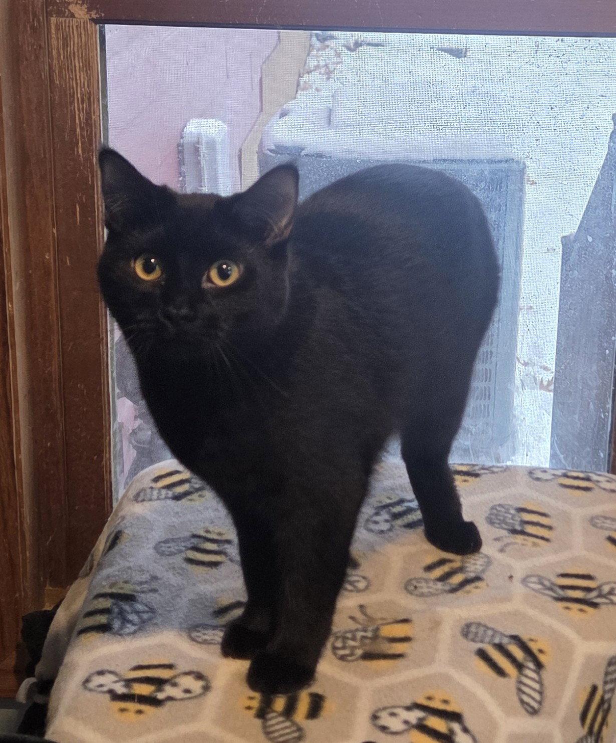 April, Adoptable, Kitten Female Domestic Long Hair.