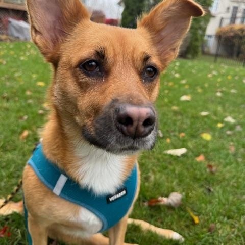 Poppy, a Adoptable mixed breed in Plainfield, IL image 3/3
