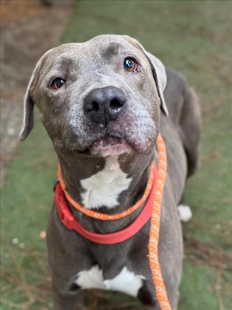 *HAWTHORN, Adoptable, Adult Male Pit Bull Terrier.