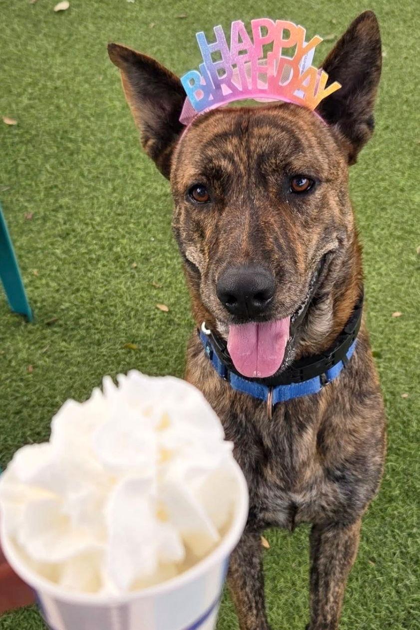 Arsenio 3433, a Adoptable Mixed Breed in Oakland Park, FL image 1/3