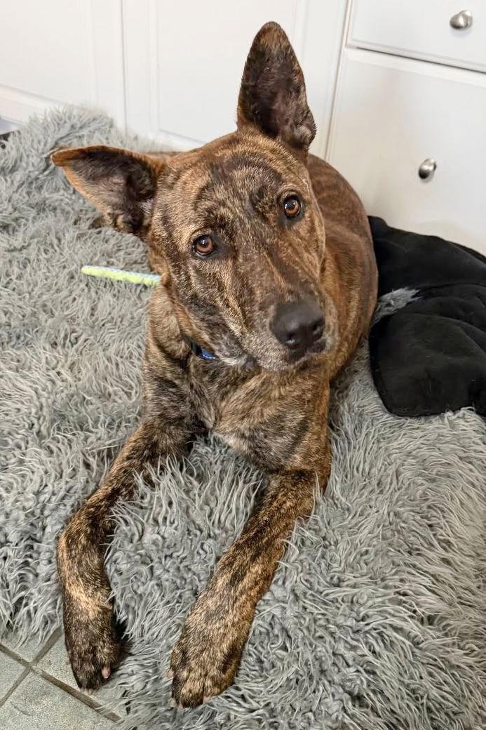 Arsenio 3433, a Adoptable Mixed Breed in Oakland Park, FL image 2/3