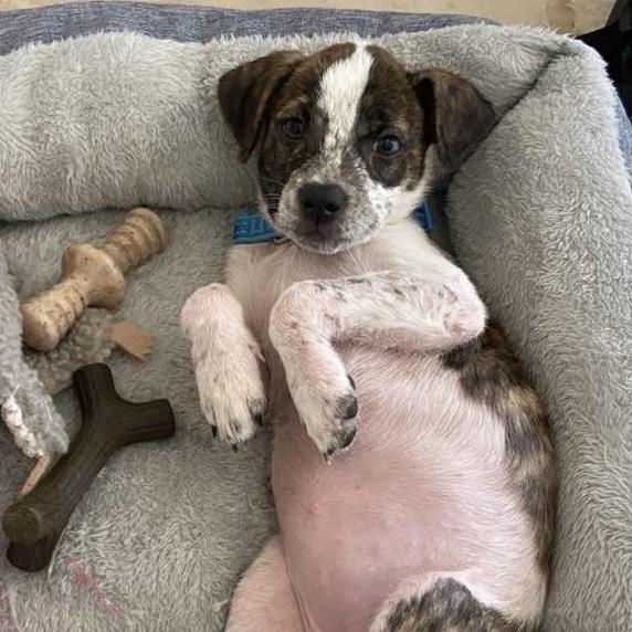 Oriana, a Adoptable Mixed Breed in Yaphank, NY image 1/6