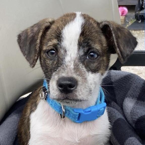 Oriana, a Adoptable Mixed Breed in Yaphank, NY image 3/6