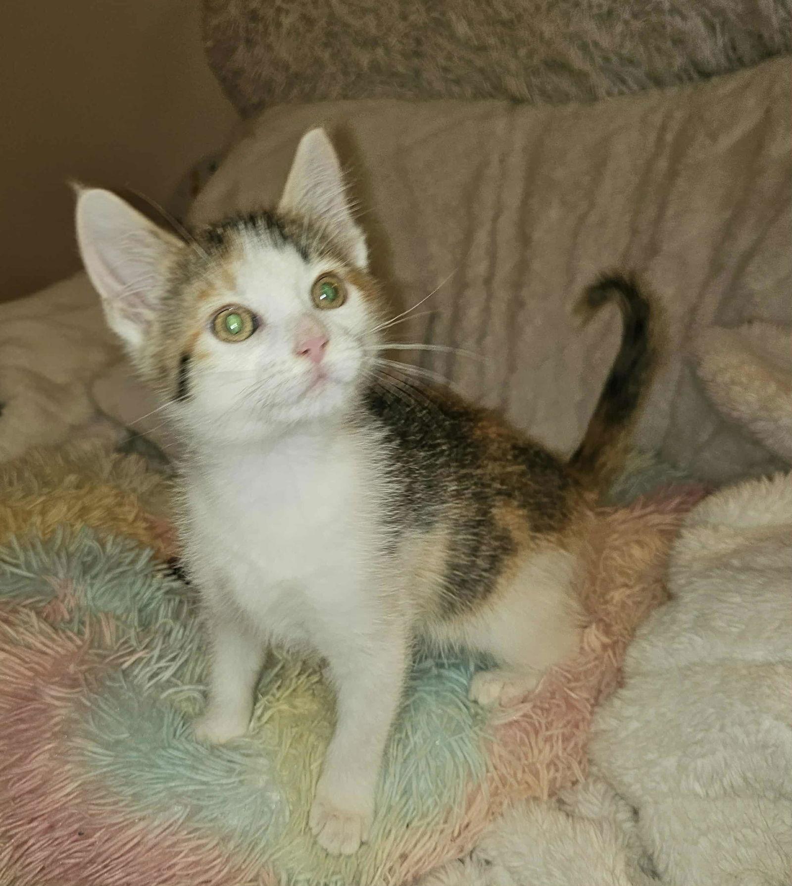 Frenchie, Adopted, Kitten Female Domestic Short Hair.