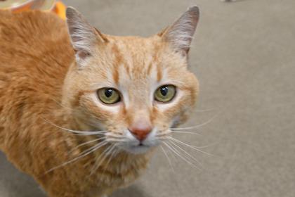 Enlarge Grace, a Adoptable mixed breed in Scotia, NY image 1/3