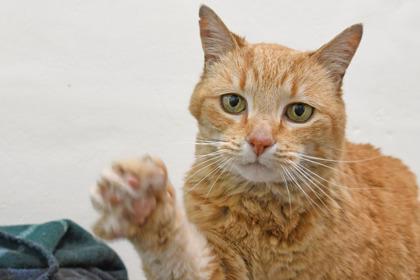 Enlarge Grace, a Adoptable mixed breed in Scotia, NY image 2/3