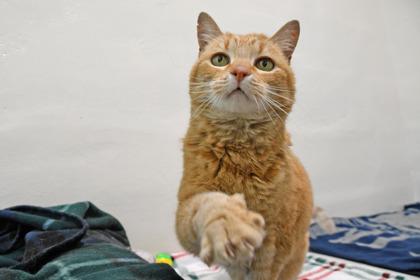 Enlarge Grace, a Adoptable mixed breed in Scotia, NY image 3/3