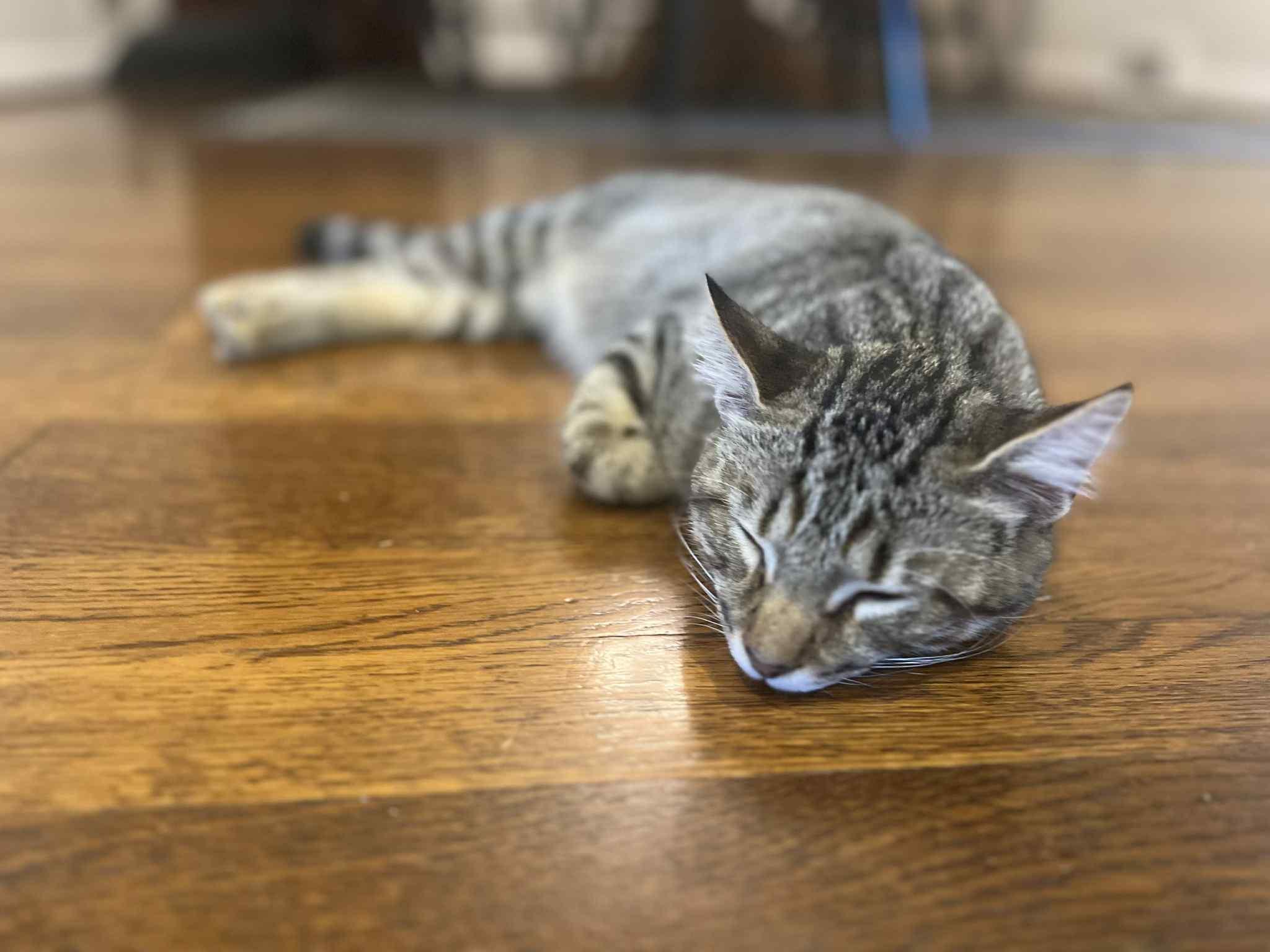 Atlas, a Adoptable Domestic Short Hair in Richmond, KY image 3/6