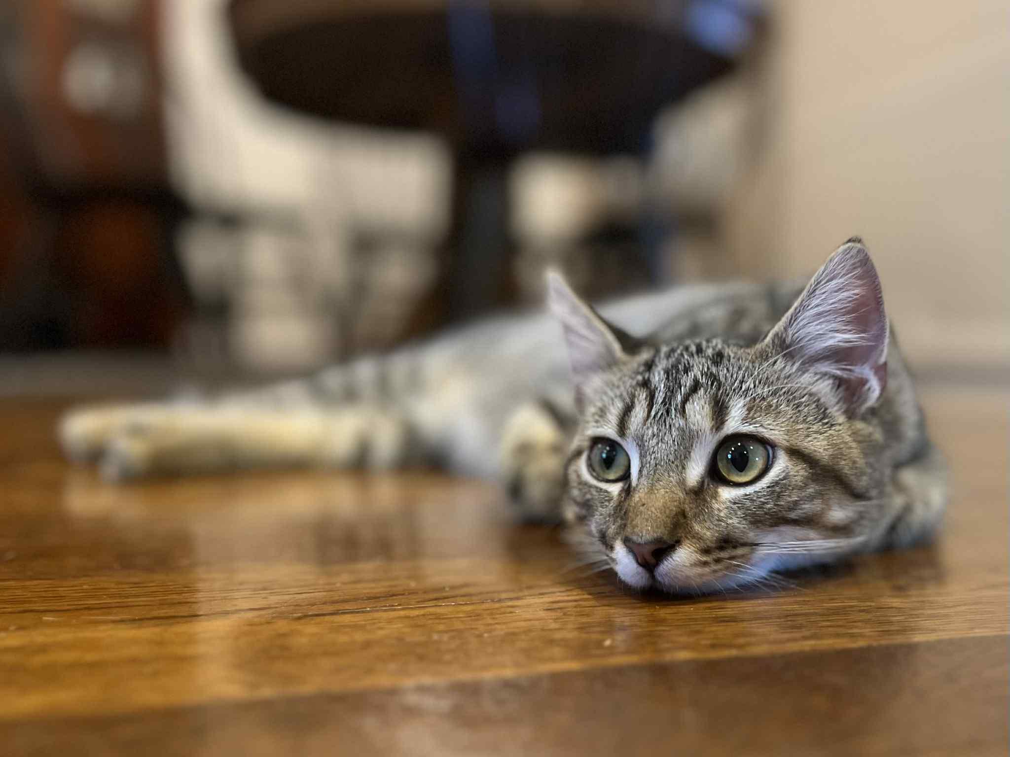 Atlas, a Adoptable Domestic Short Hair in Richmond, KY image 4/6