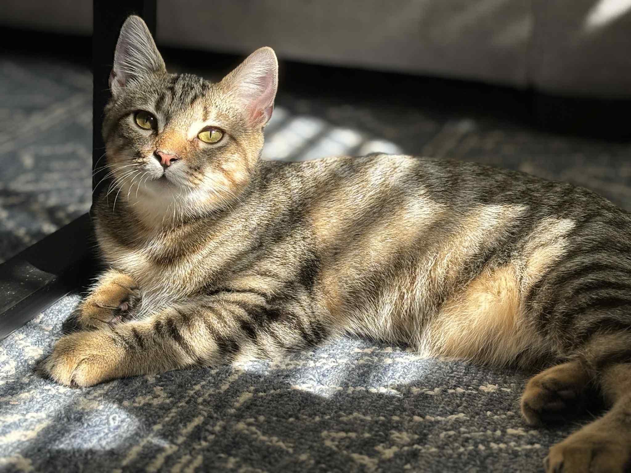 Atlas, a Adoptable Domestic Short Hair in Richmond, KY image 5/6