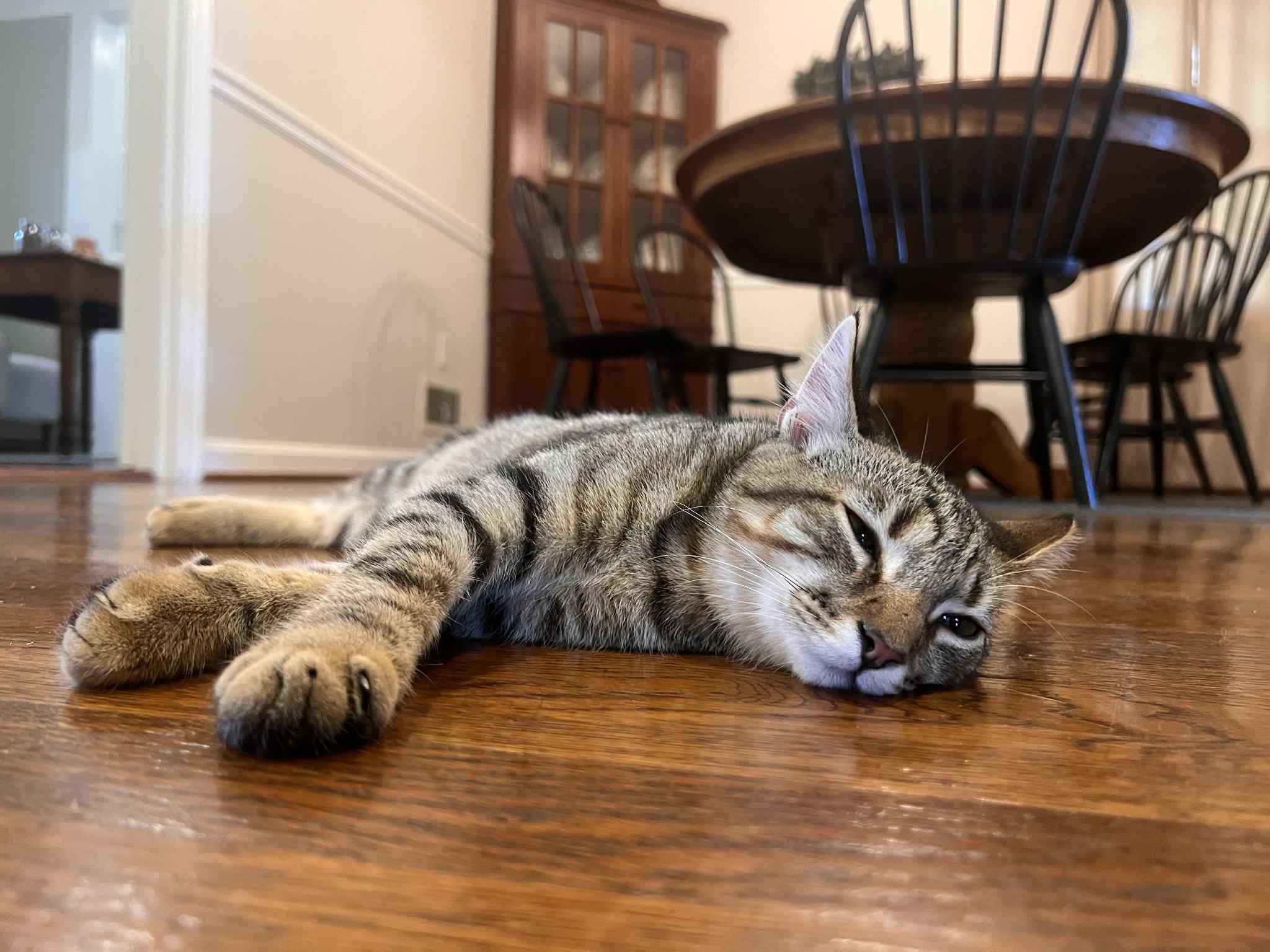 Atlas, a Adoptable Domestic Short Hair in Richmond, KY image 6/6