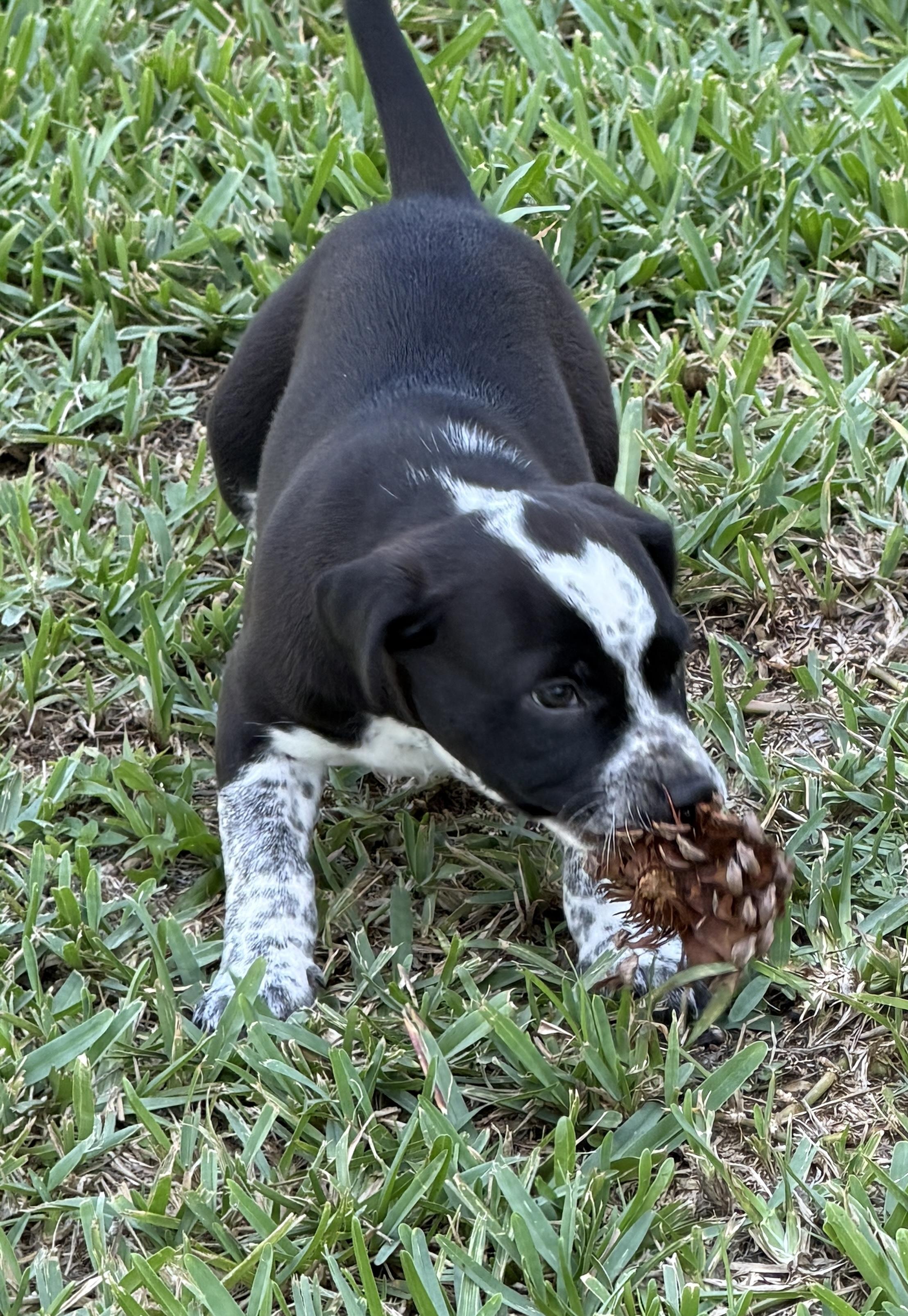 Bean, Adopted, Young Male Australian Cattle Dog / Blue Heeler.