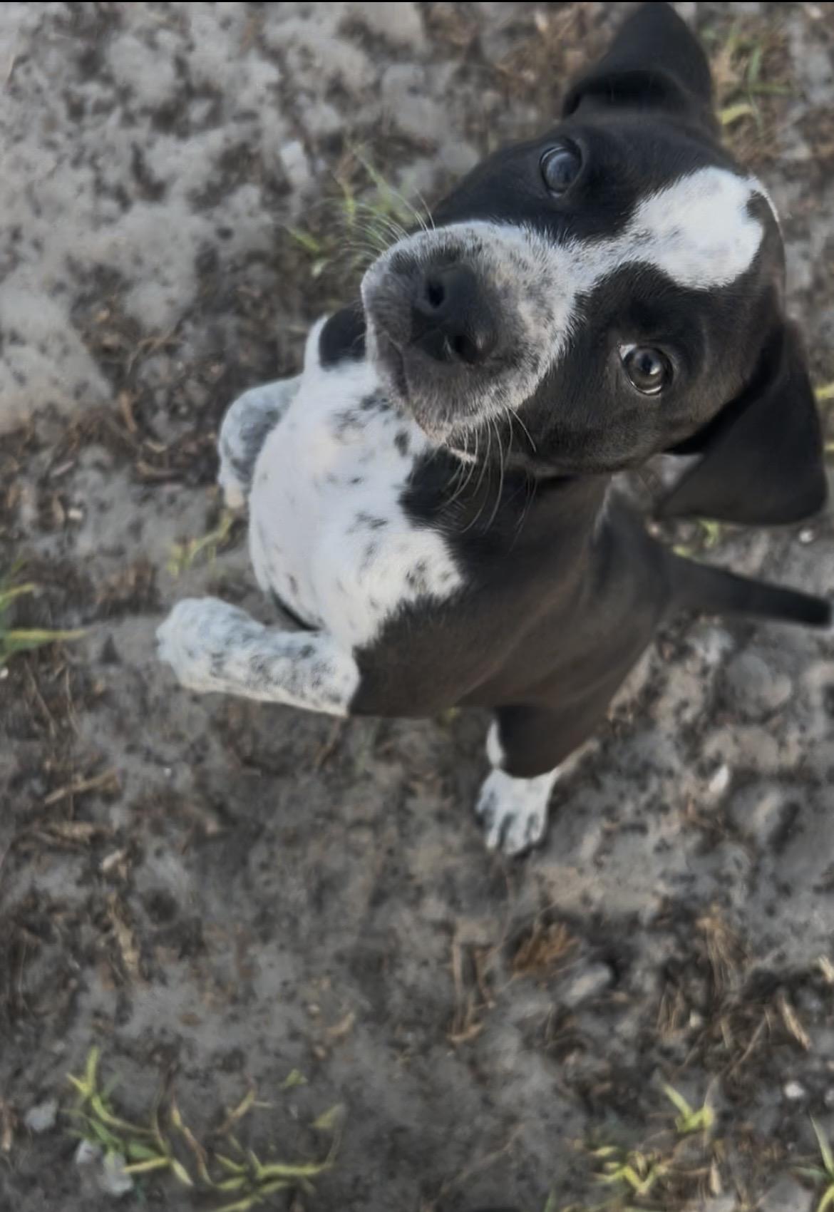 Bean, a Adopted mixed breed in Bradenton, FL image 2/6