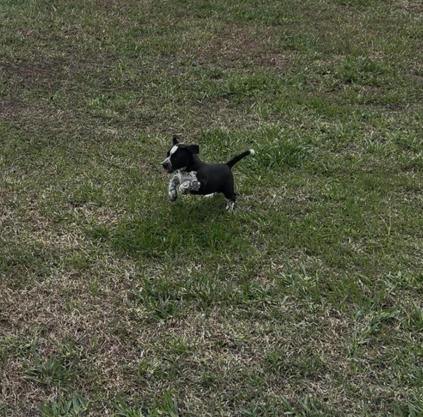 Bean, a Adopted mixed breed in Bradenton, FL image 3/6