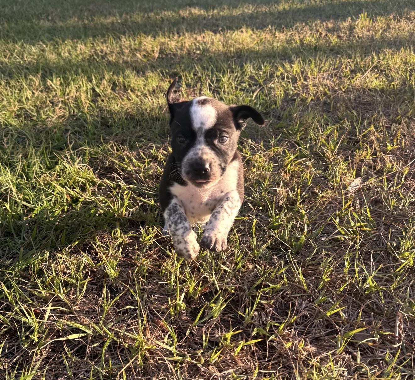 Bean, a Adopted mixed breed in Bradenton, FL image 4/6