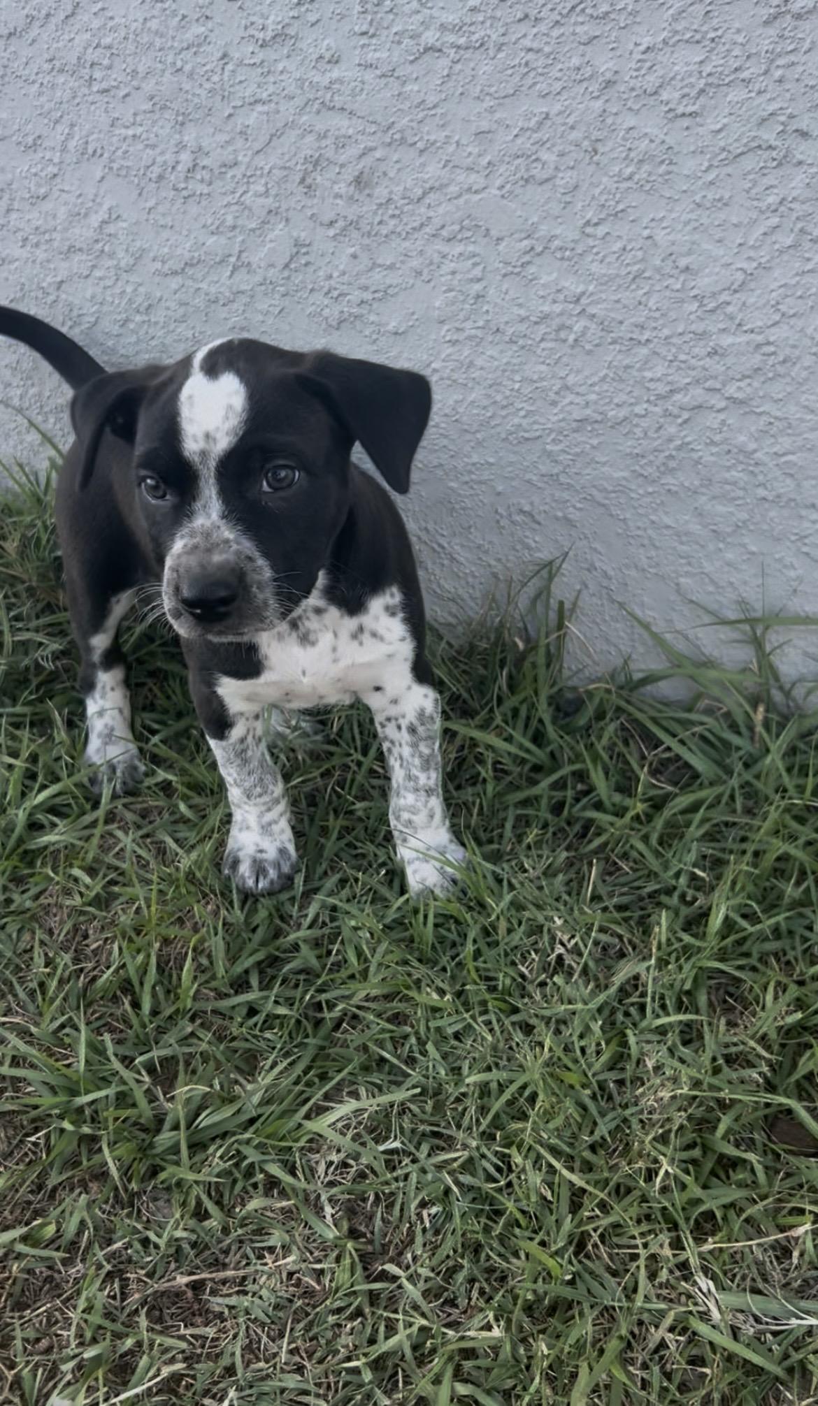 Bean, a Adopted mixed breed in Bradenton, FL image 5/6