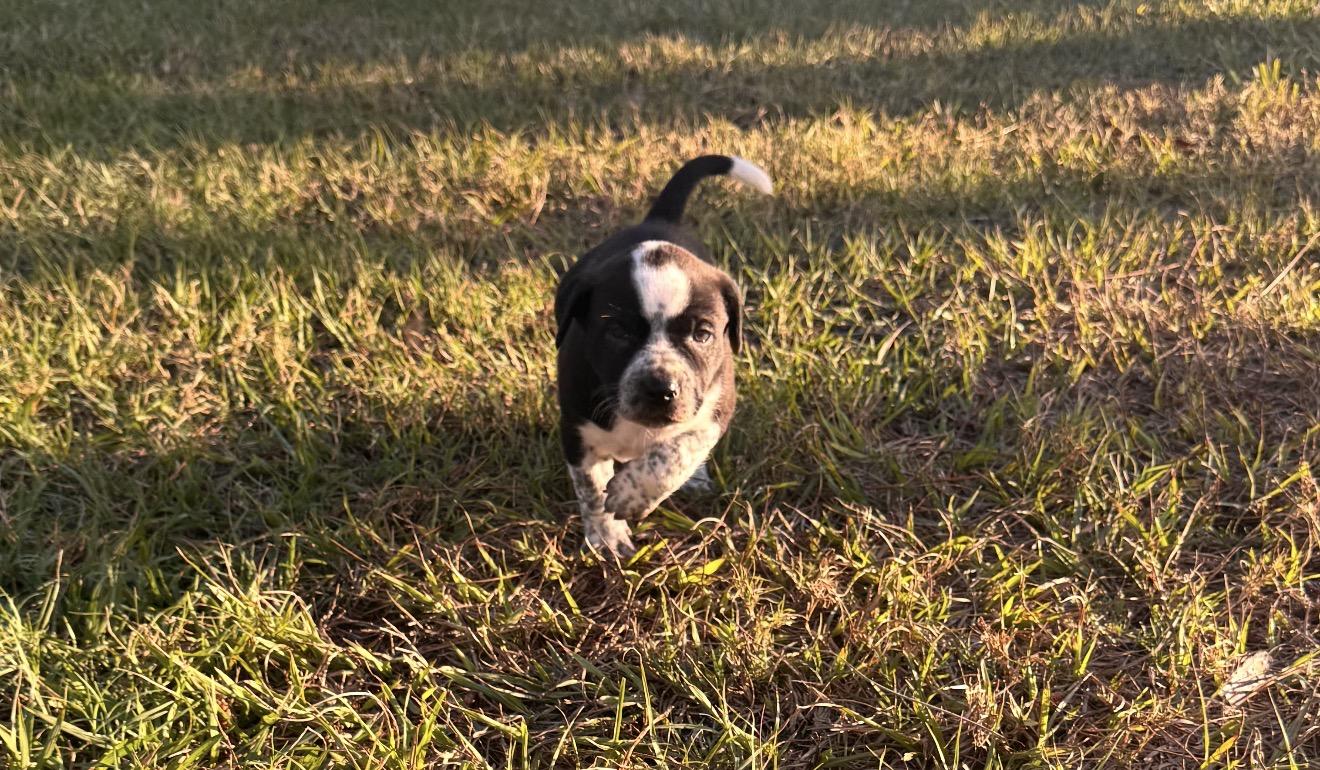 Bean, a Adopted mixed breed in Bradenton, FL image 6/6