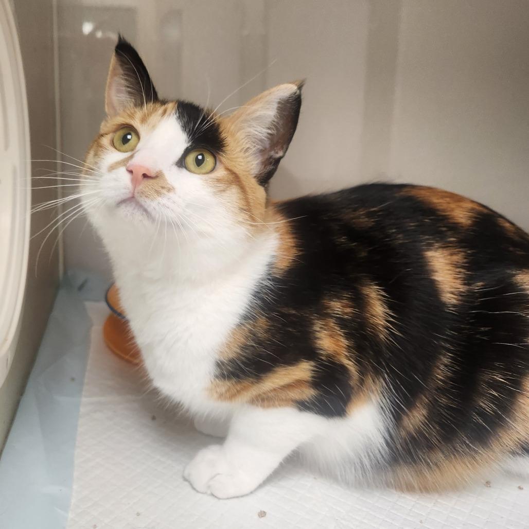 Misu (In Foster), Adoptable, Young Female Domestic Short Hair.