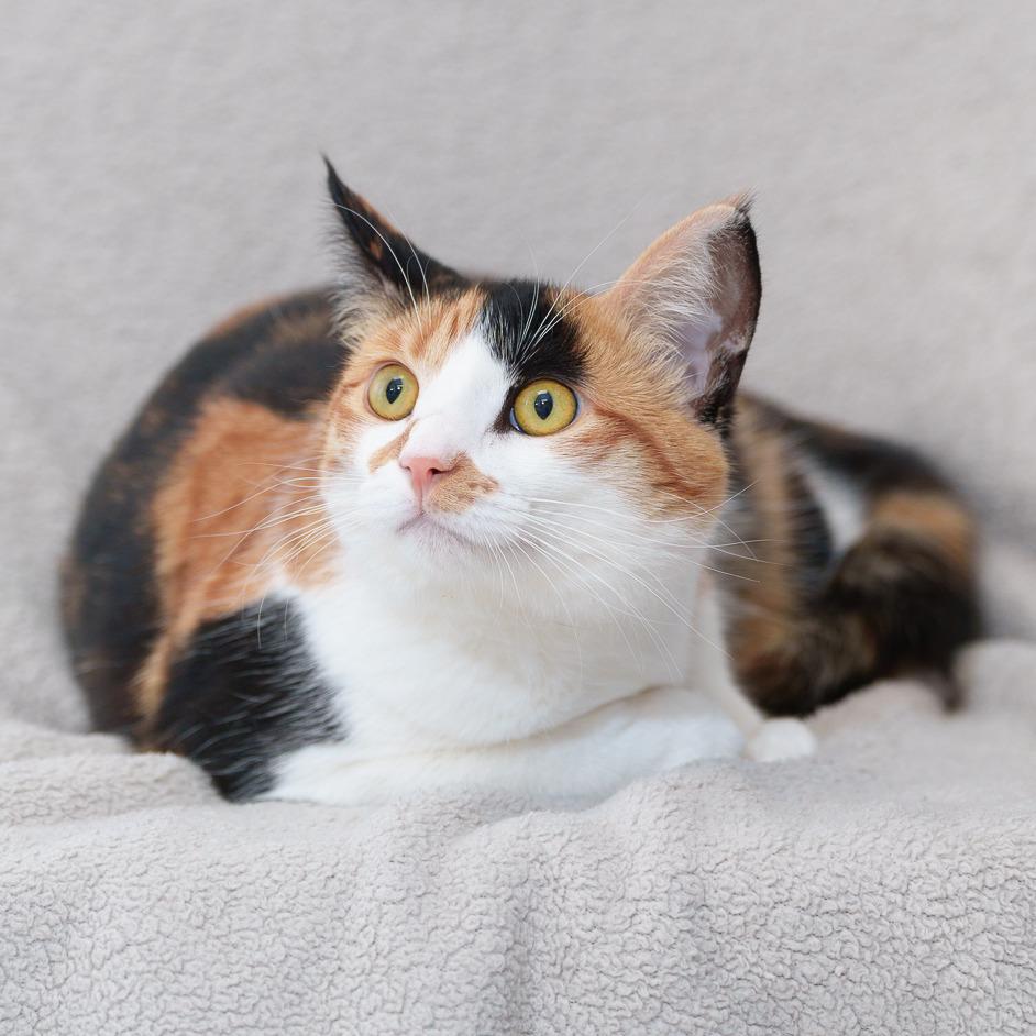 Enlarge Misu (In Foster), a Adoptable Domestic Short Hair in Sunnyvale, CA image 2/2