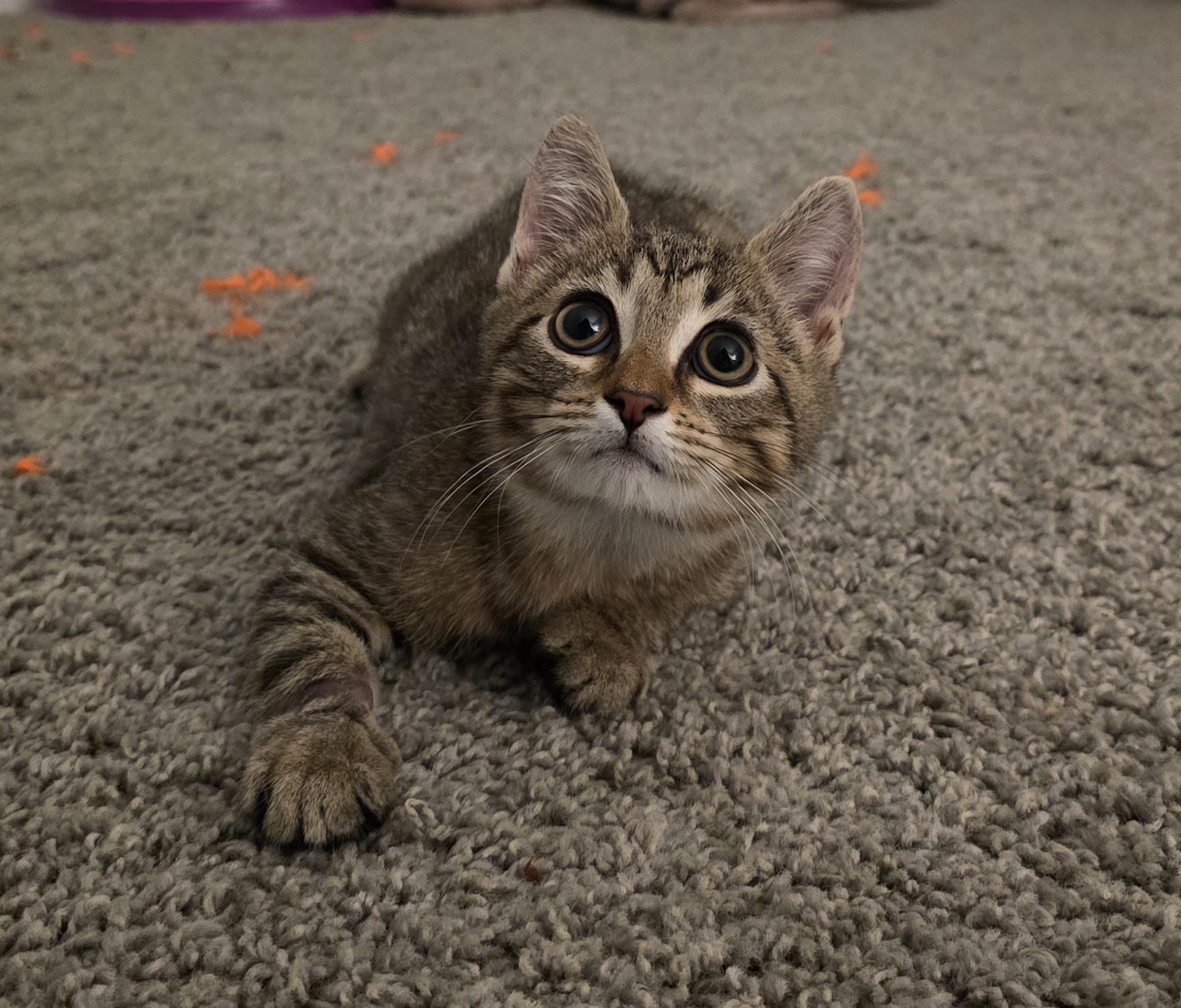 Enlarge Opie, a Adoptable Domestic Short Hair in Kenhorst, PA image 2/6