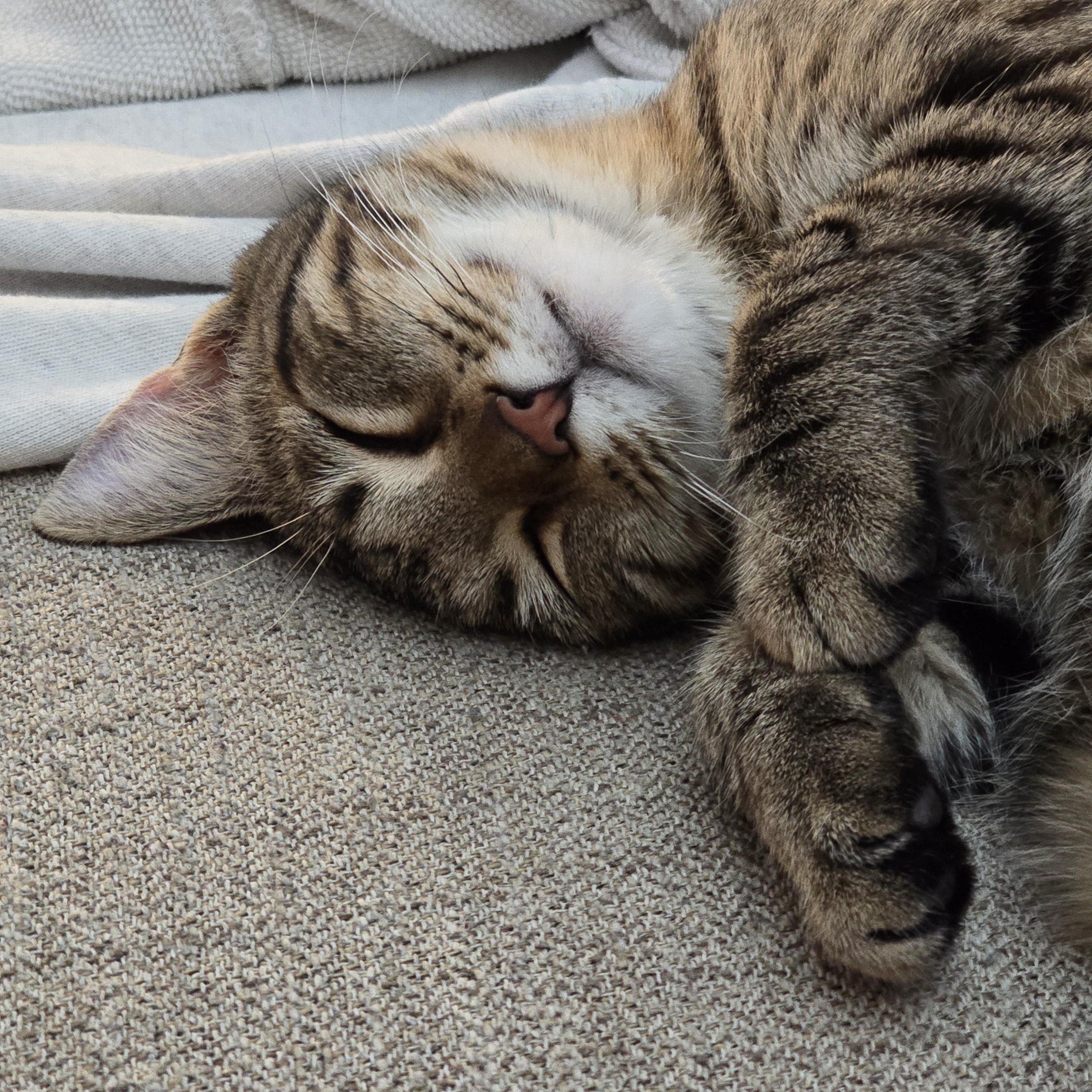 Enlarge Opie, a Adoptable Domestic Short Hair in Kenhorst, PA image 6/6