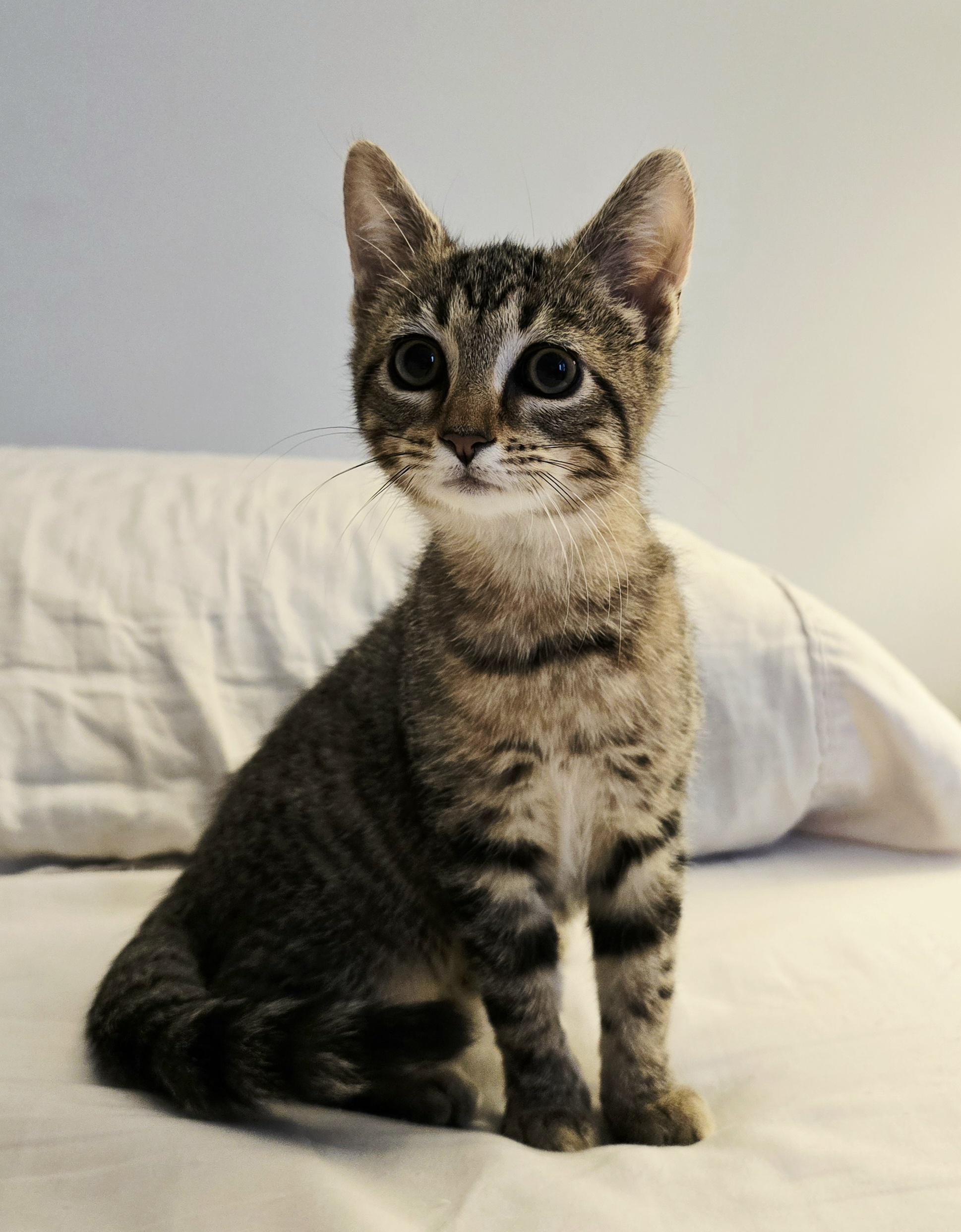 Enlarge Opie, a Adoptable Domestic Short Hair in Kenhorst, PA image 3/6