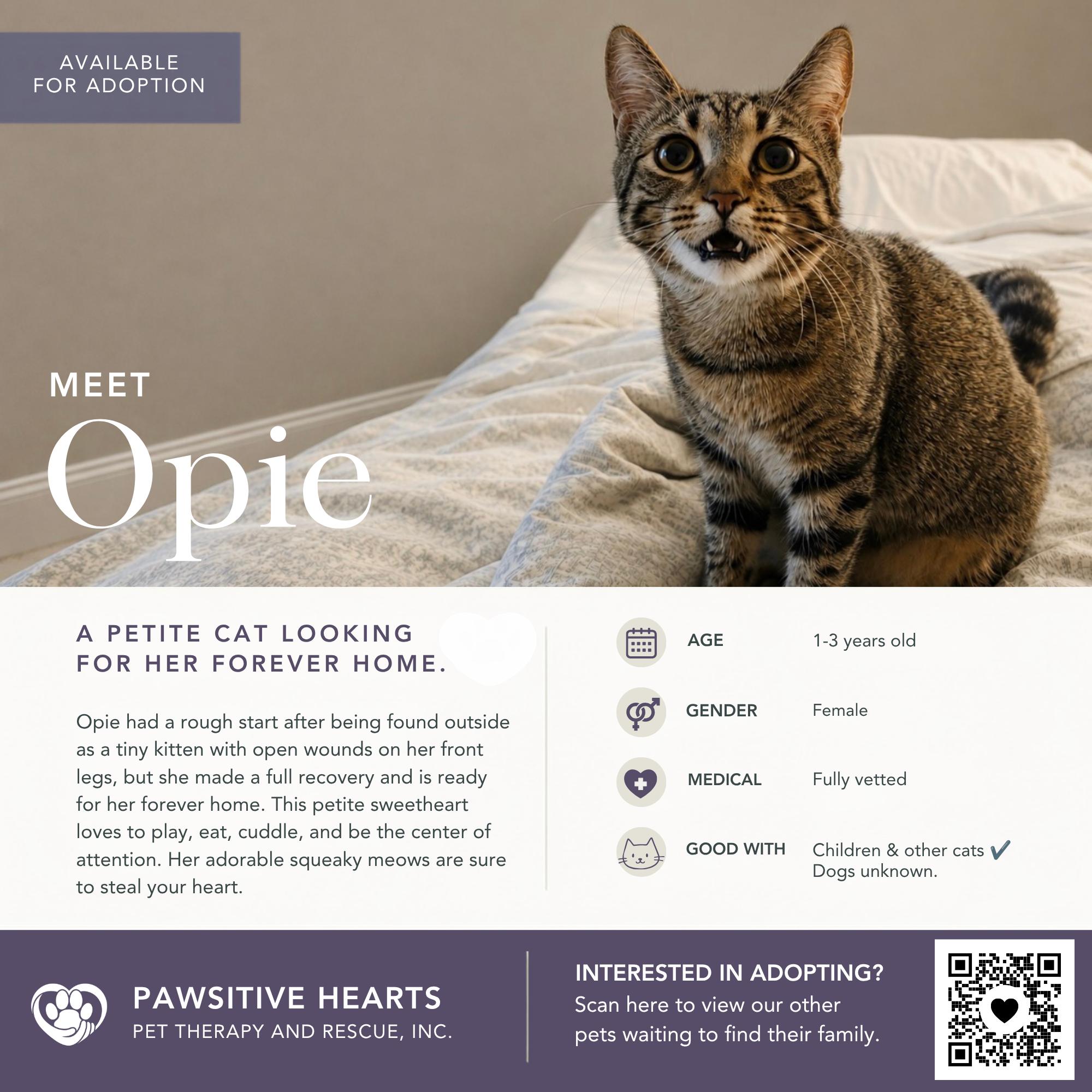 Enlarge Opie, a Adoptable Domestic Short Hair in Kenhorst, PA image 1/6