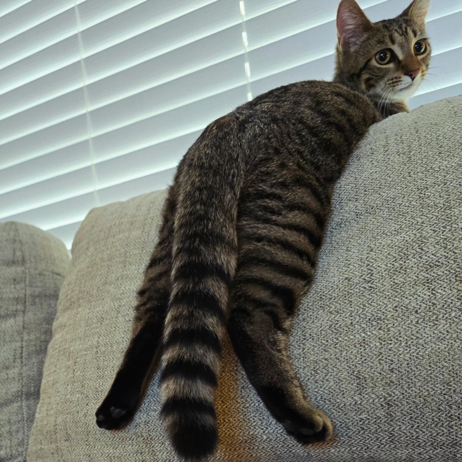 Enlarge Opie, a Adoptable Domestic Short Hair in Kenhorst, PA image 4/6