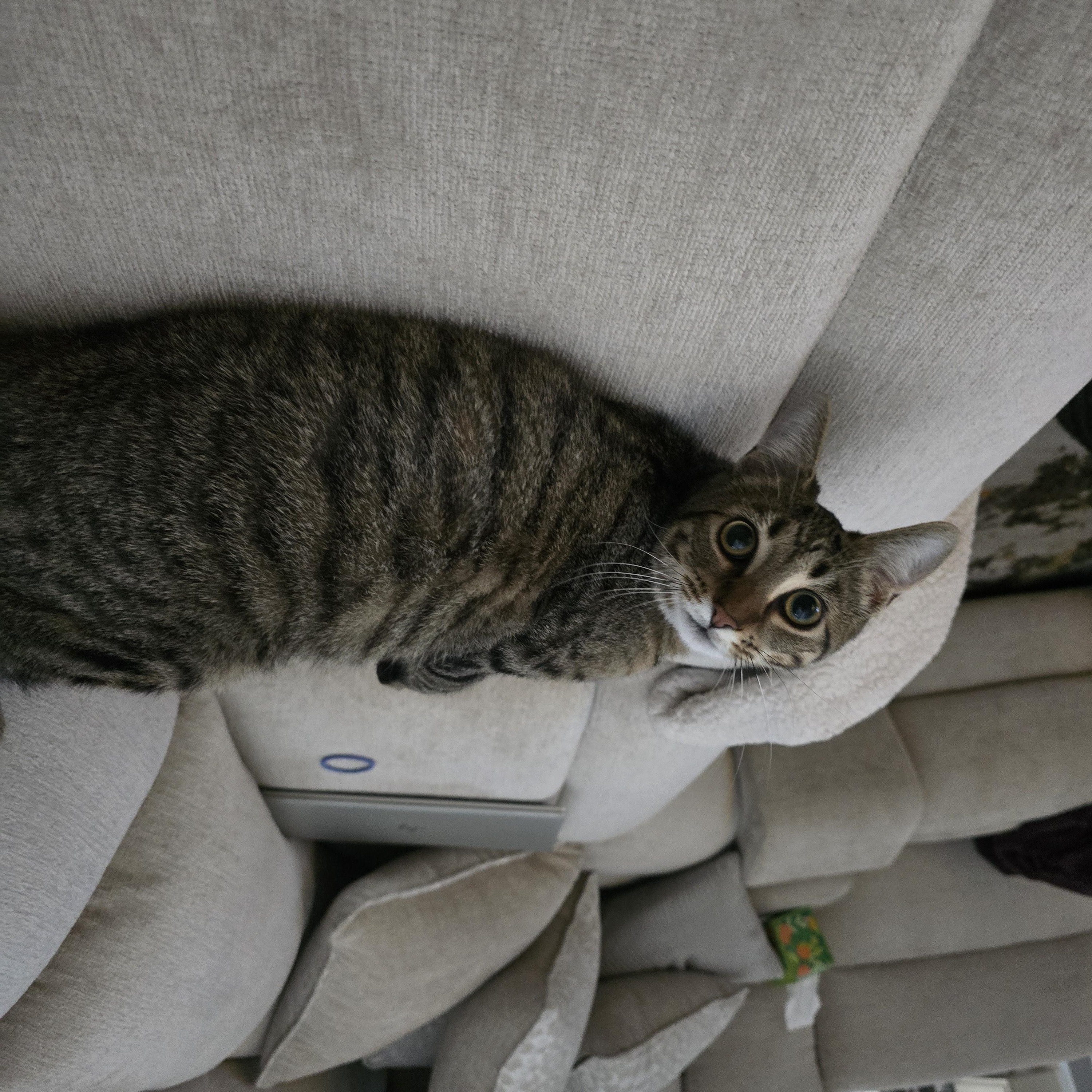 Enlarge Opie, a Adoptable Domestic Short Hair in Kenhorst, PA image 5/6