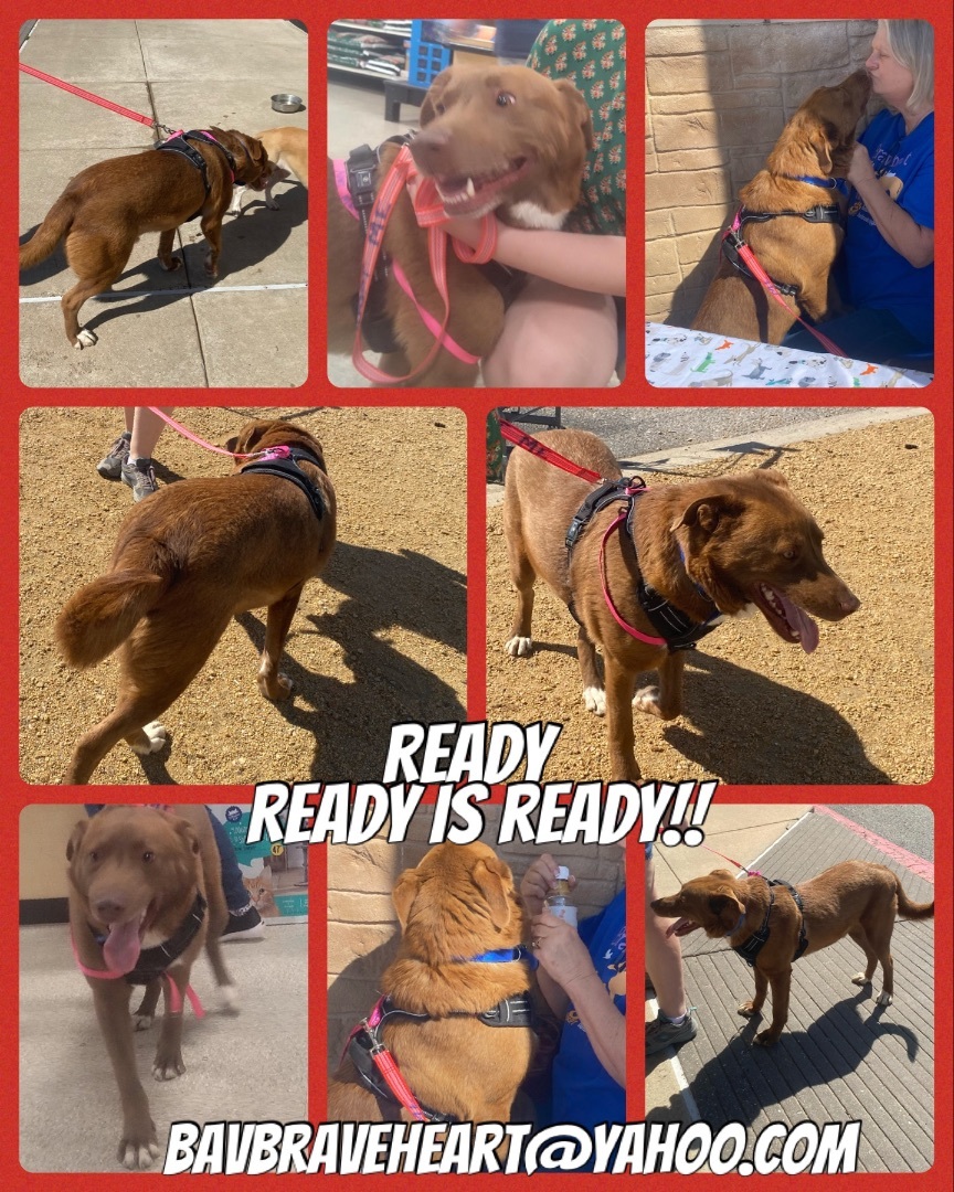 Ready, Adult Male Chocolate Labrador Retriever