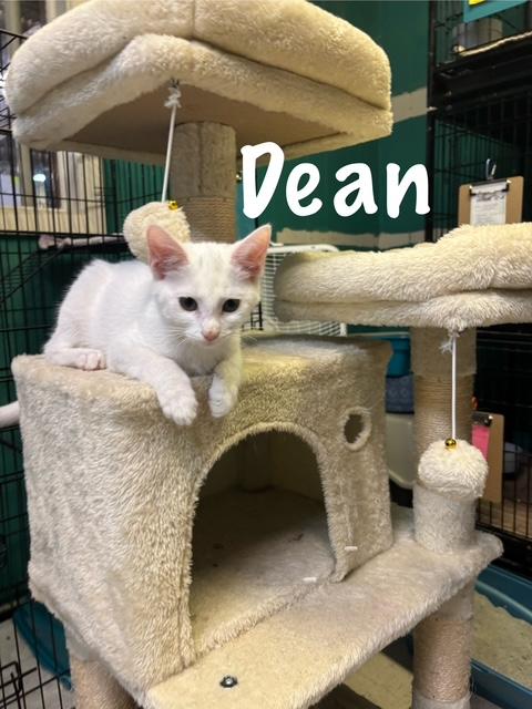 Dean, Adoptable, Kitten Male American Shorthair.