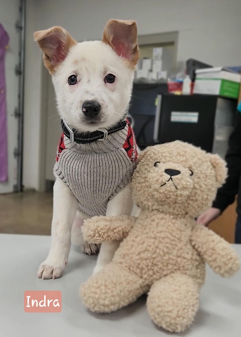Enlarge INDRA ~ PUPPY!, an adoptable mixed breed in Ashland, OH image 1/4