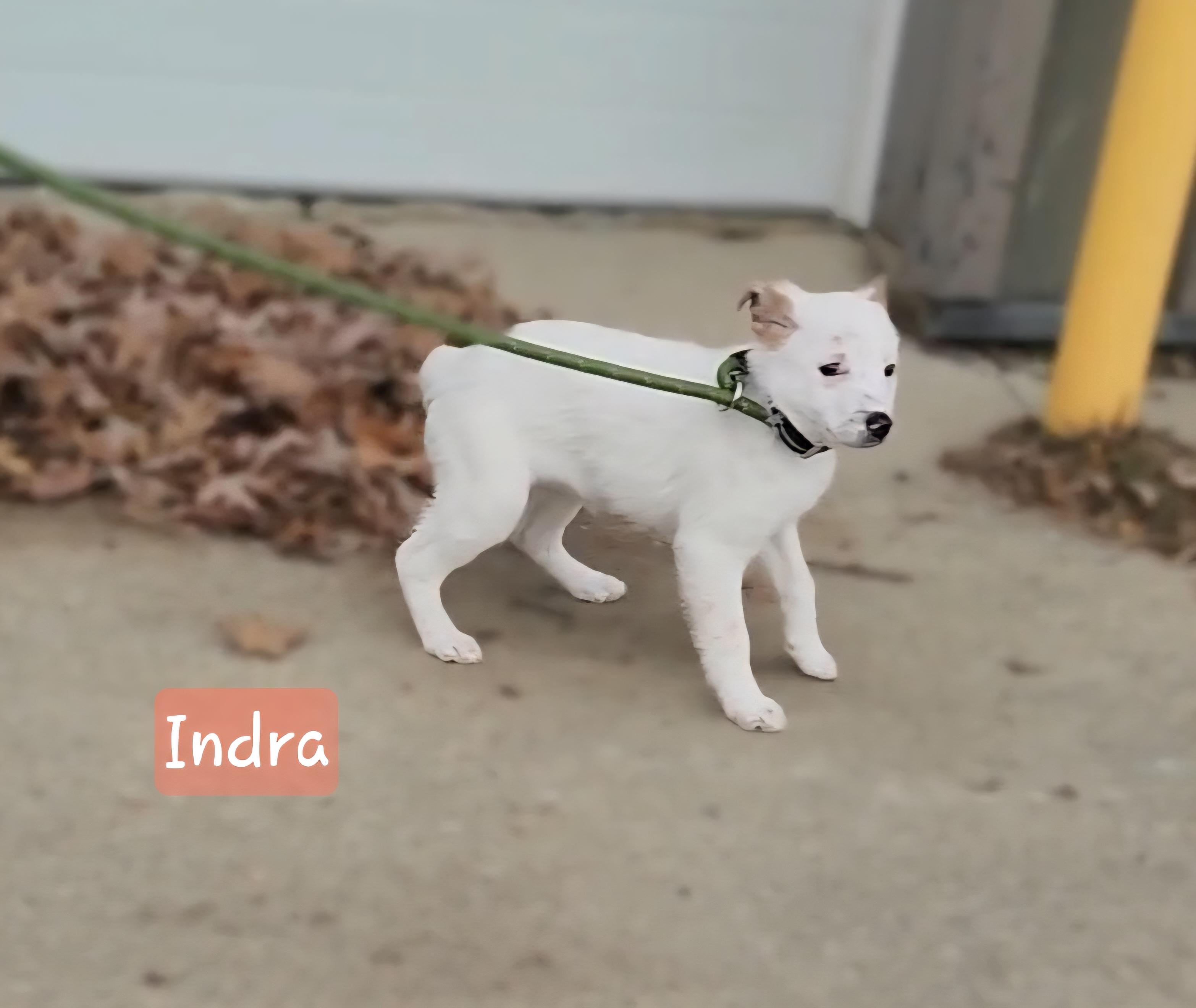 Indra ~ Puppy! thumbnail 2